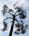 Tallkrona (Pinus sylvestris)
