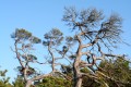Tallar (Pinus sylvestris)