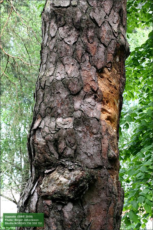 Död tall (Pinus sylvestris)