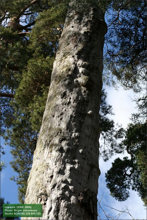 Död tall (Pinus sylvestris)