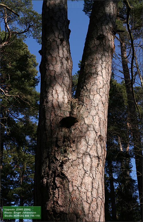 Tall (Pinus sylvestris)
