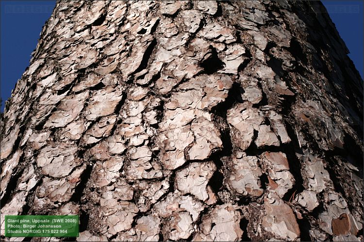 Tallbark (Pinus sylvestris)