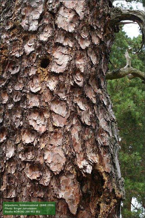 Tallbark (Pinus sylvestris)