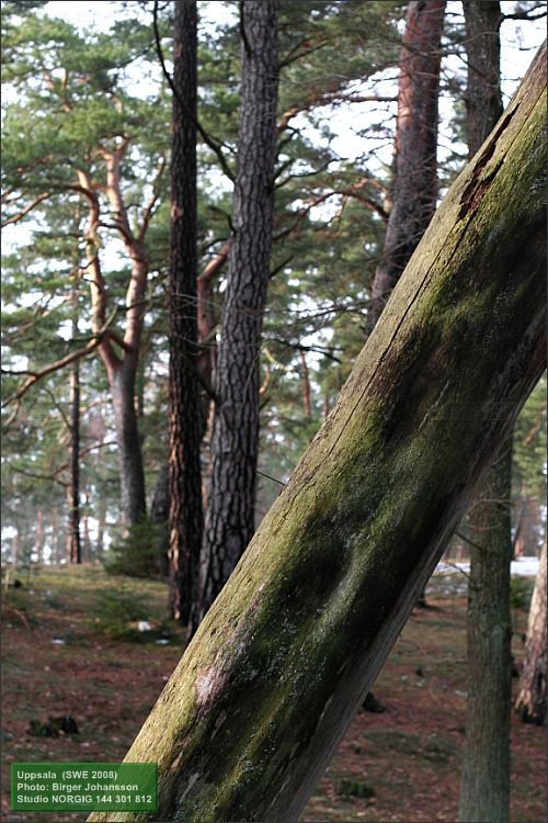 Död tall (Pinus sylvestris)