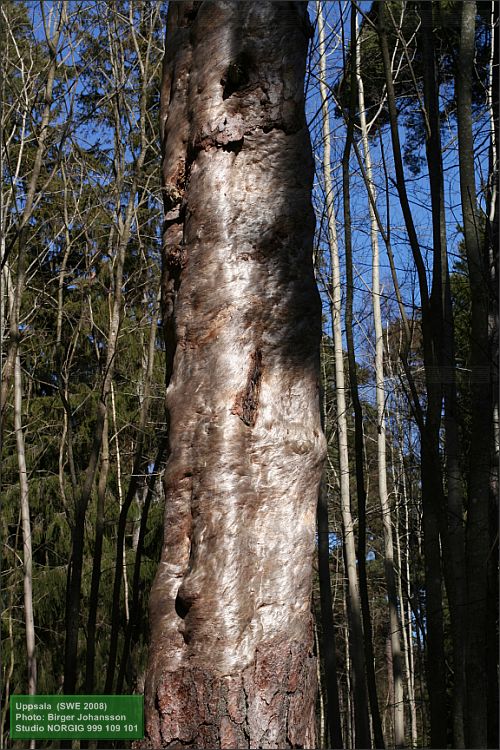 Död tall (Pinus sylvestris)