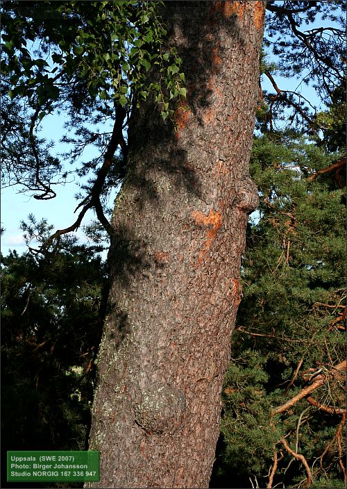 Tallstam (Pinus sylvestris)