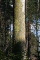 Död tall (Pinus sylvestris)
