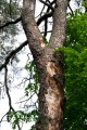 Död tall (Pinus sylvestris)