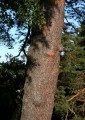 Tallstam (Pinus sylvestris)