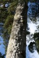 Död tall (Pinus sylvestris)