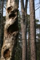 Tallskog (Pinus sylvestris)