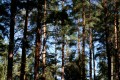 Tallskog (Pinus sylvestris)