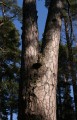 Tall (Pinus sylvestris)