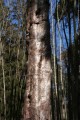 Död tall (Pinus sylvestris)