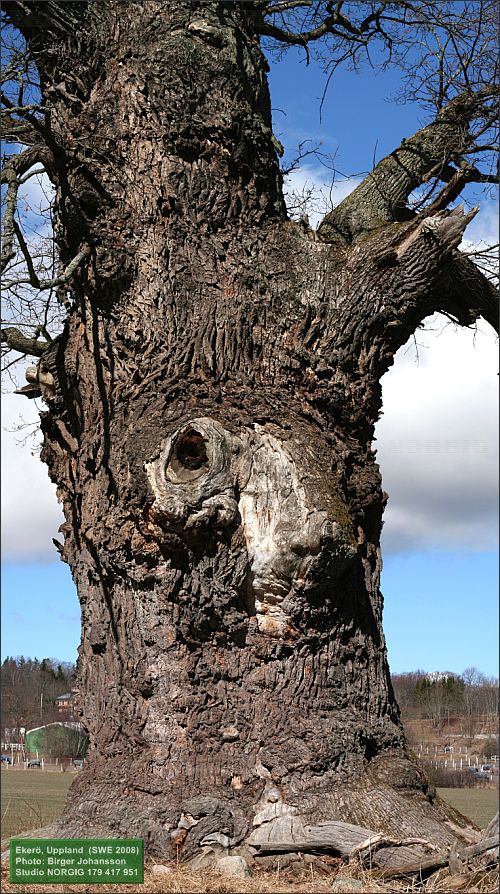 Ekeröjätten – ett mycket stort träd