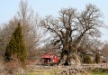 Kvilleken – Sveriges grövsta träd