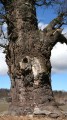 Ekeröjätten – ett mycket stort träd