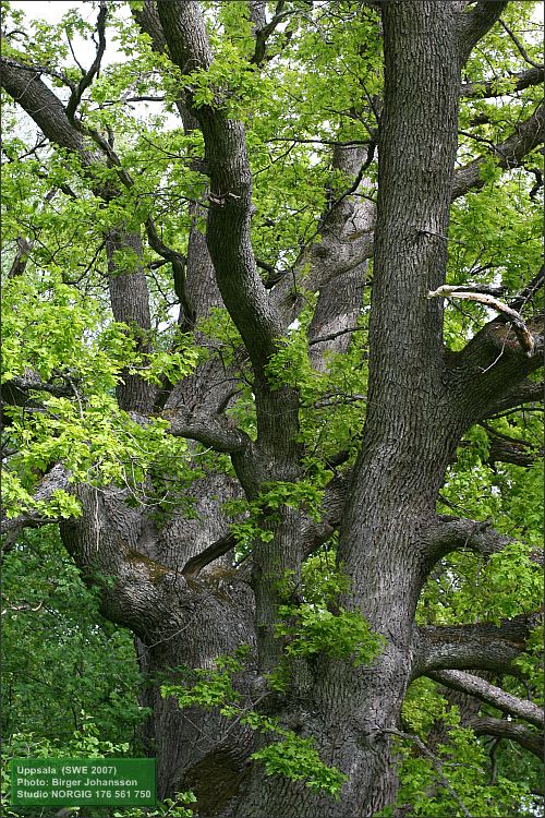 Ek (Quercus robur)