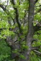 Ek (Quercus robur)