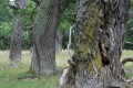Ekar (Quercus robur)