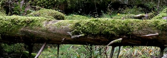 Spruce log with moss