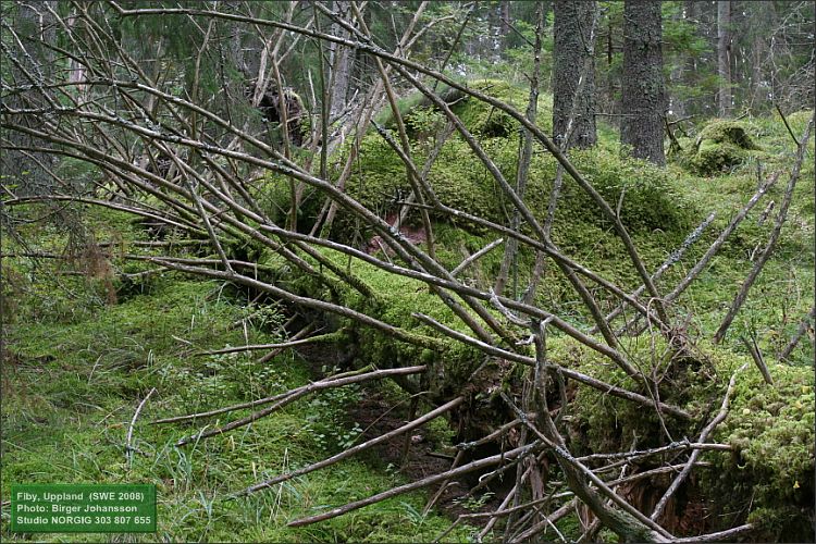 Granlåga i skog