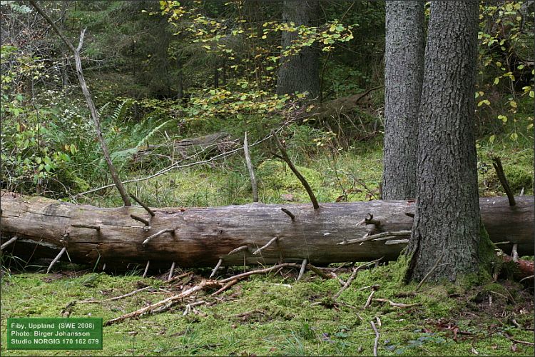 Liggande gran