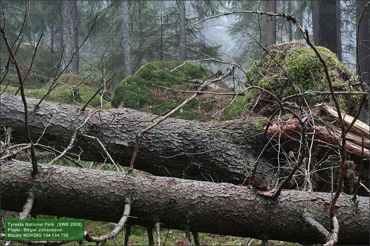 Vindfällda träd (granar)