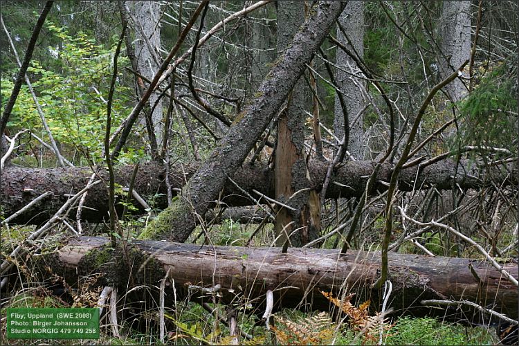 Vindfällda träd (granar)