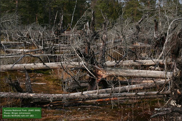 Brandfälld skog