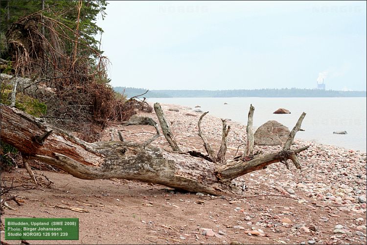 Trädstam på strand