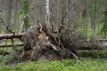 Rotvältor av tall