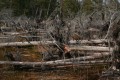 Brandfälld skog