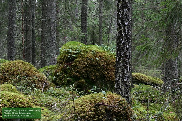 Björk och mossiga stenar i granskog