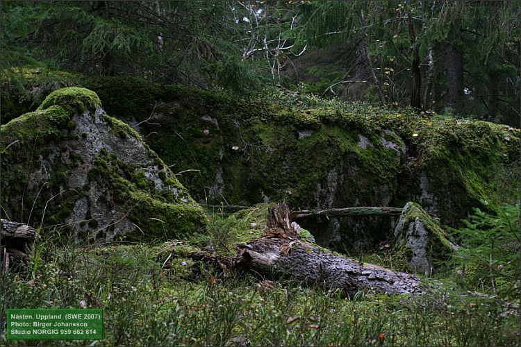 Barrskog med mossa (Nåsten)
