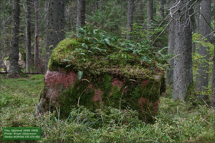 Stenblock täckt av mossa och ormbunkar