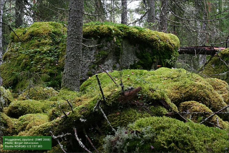 Mossklädda granlågor och stenblock