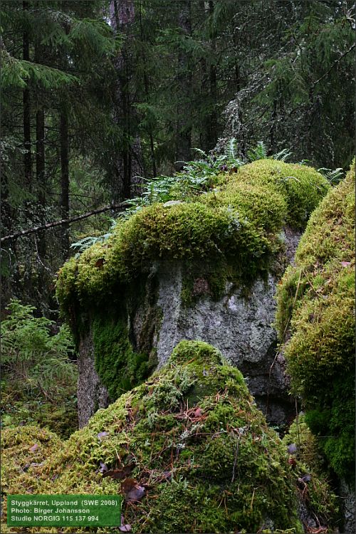 Mossklädda stenblock