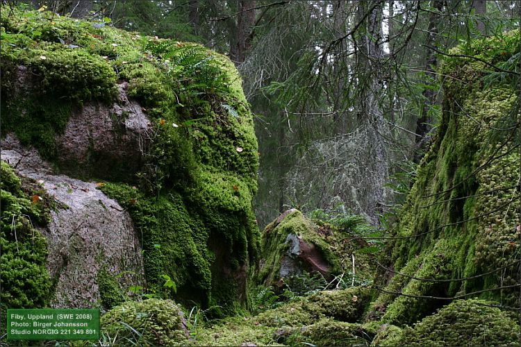Mossklädda stenblock i Fiby urskog