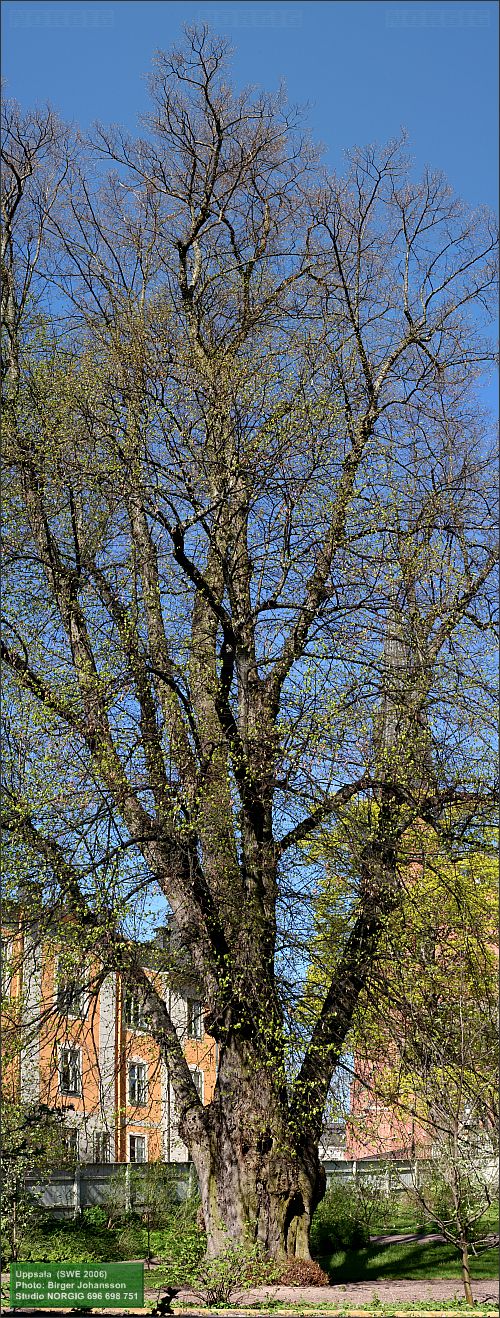 Den Skytteanska linden i Uppsala