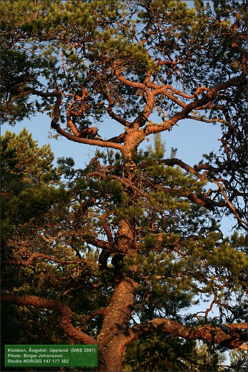 Gammal tall vid kusten