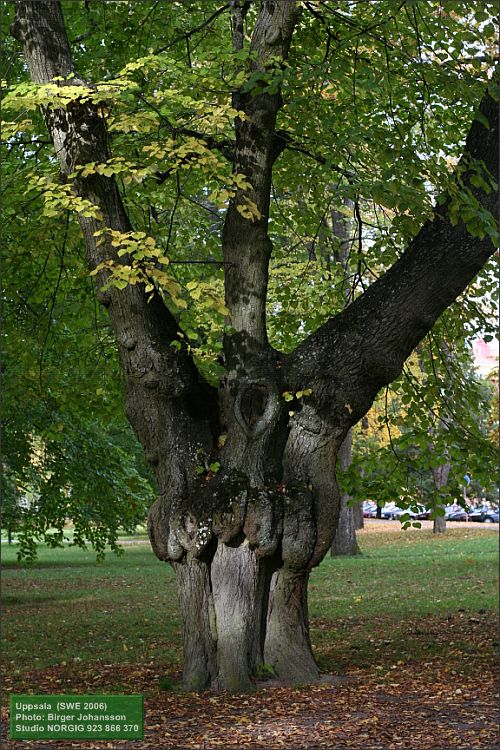 Parklind i Engelska parken i Uppsala