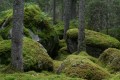 Trollskog vid Styggkärret