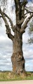 Jätteask vid Sjöö (Fraxinus excelsior)