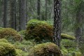 Björk och mossiga stenar i granskog