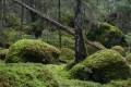 Naturskog med mossa och stenblock