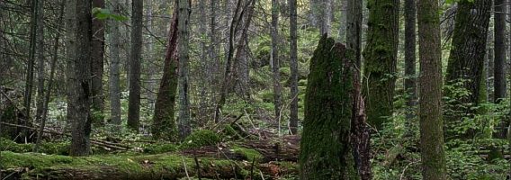 Troll forest (Trollskog)