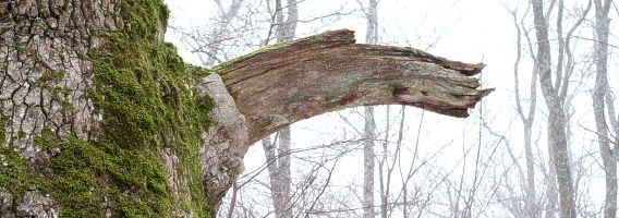 Vinterek (A Winter Oak)