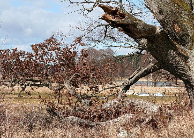 Stor ek på Gällstaö med knäckt gren