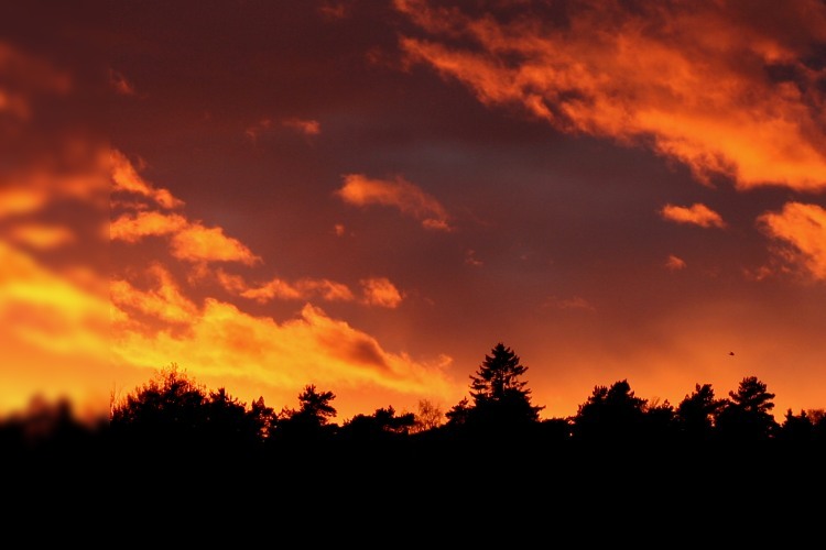 Upplands största gran vid solnedgång